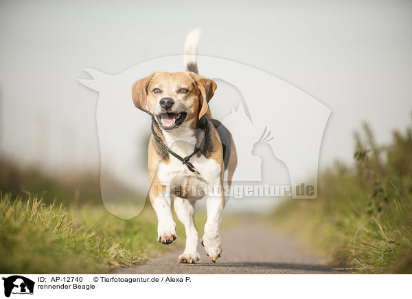 rennender Beagle / AP-12740