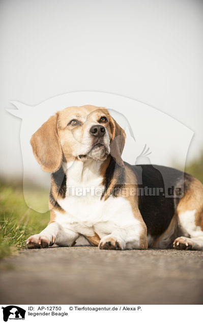 liegender Beagle / lying Beagle / AP-12750