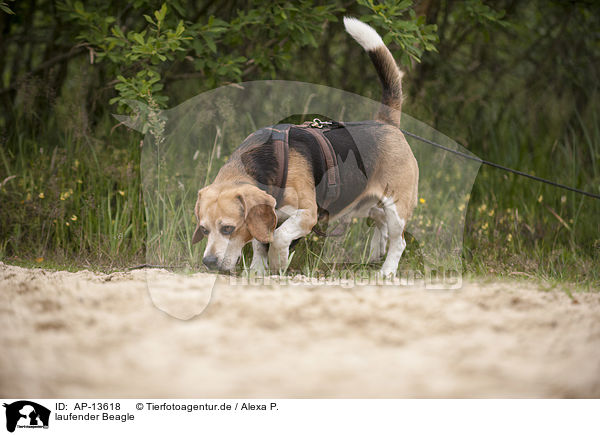 laufender Beagle / walking Beagle / AP-13618
