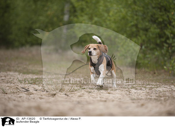 laufender Beagle / walking Beagle / AP-13620