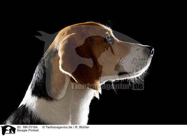 Beagle Portrait / RR-70164