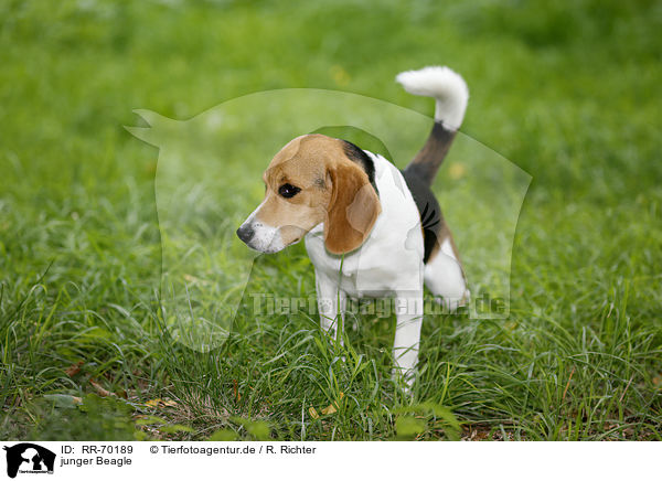 junger Beagle / young Beagle / RR-70189