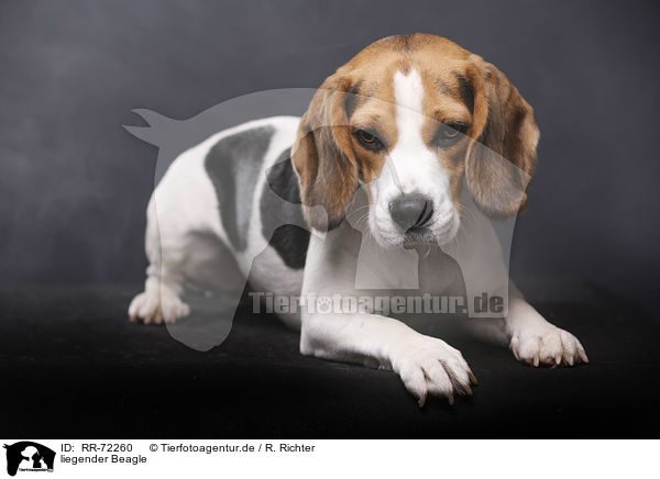 liegender Beagle / lying Beagle / RR-72260