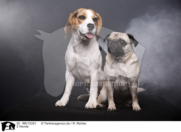 2 Hunde / 2 dogs / RR-72261