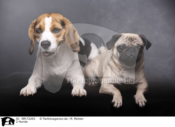 2 Hunde / 2 dogs / RR-72263