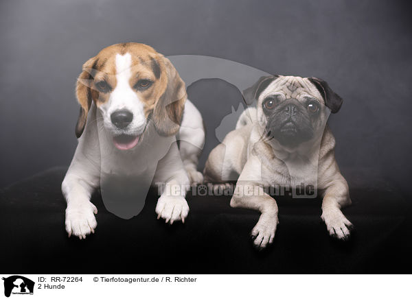 2 Hunde / 2 dogs / RR-72264