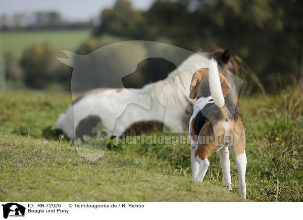 Beagle und Pony / RR-72926