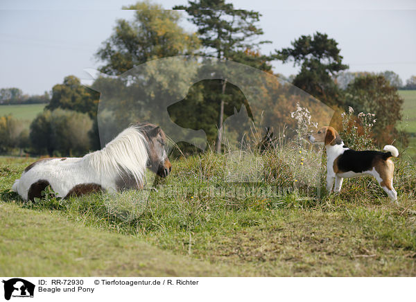 Beagle und Pony / RR-72930