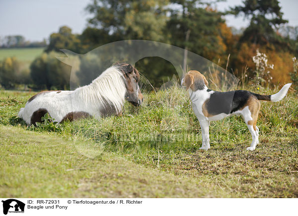 Beagle und Pony / RR-72931