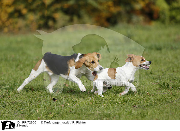 2 Hunde / 2 dogs / RR-72966