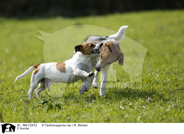 2 Hunde / 2 dogs / RR-72972