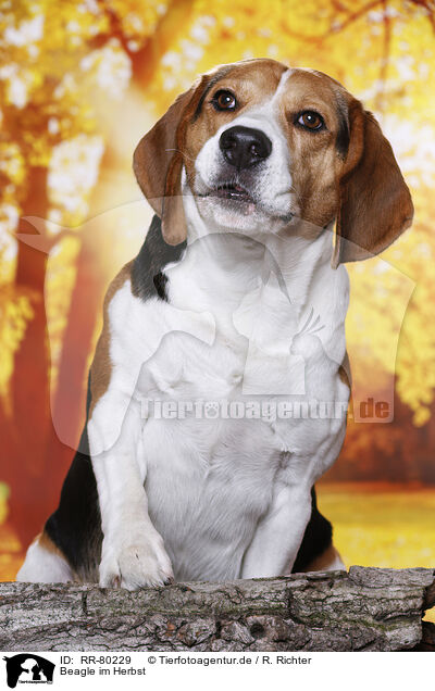 Beagle im Herbst / Beagle in autumn / RR-80229
