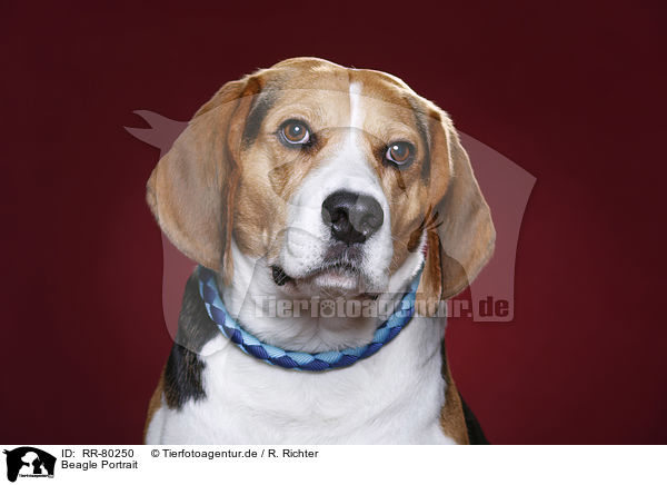 Beagle Portrait / RR-80250