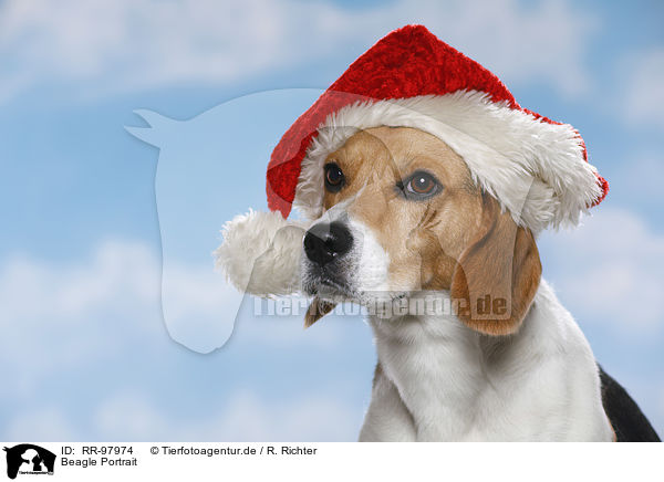 Beagle Portrait / Beagle Portrait / RR-97974