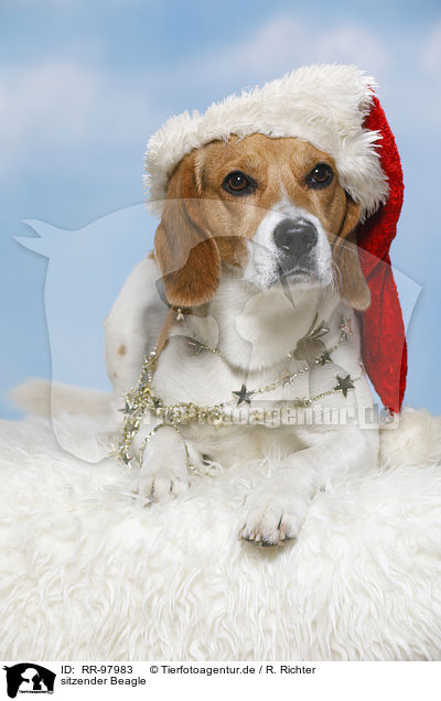 sitzender Beagle / sitting Beagle / RR-97983