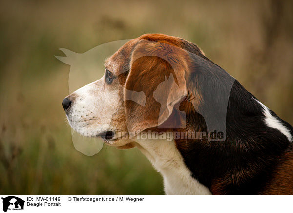 Beagle Portrait / Beagle Portrait / MW-01149