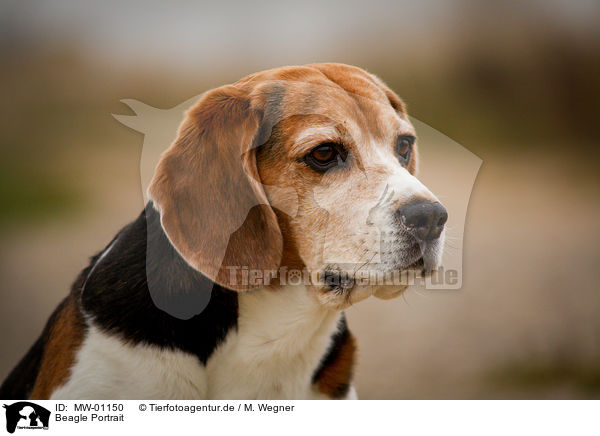 Beagle Portrait / Beagle Portrait / MW-01150