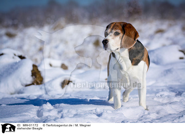 stehender Beagle / standing Beagle / MW-01172
