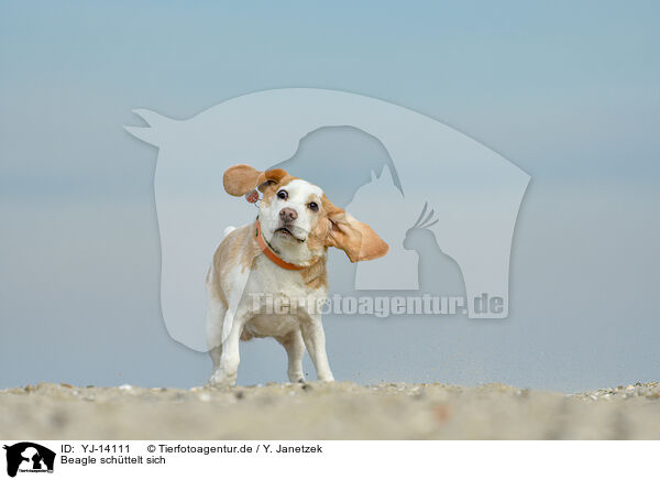 Beagle sch�ttelt sich / shaking Beagle / YJ-14111