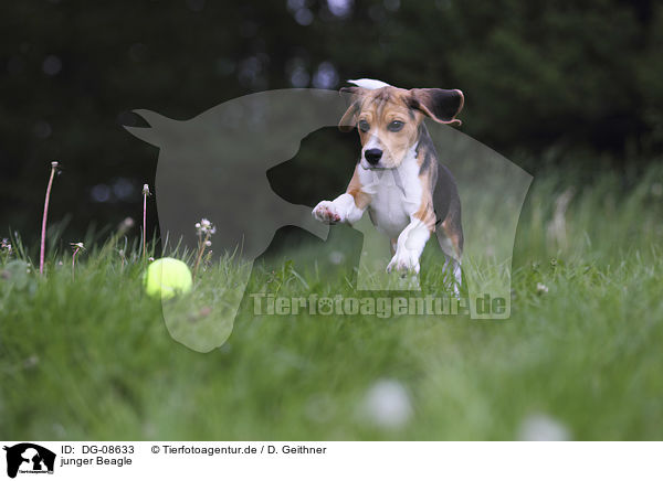 junger Beagle / young Beagle / DG-08633
