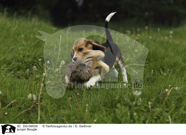 junger Beagle / young Beagle / DG-08656