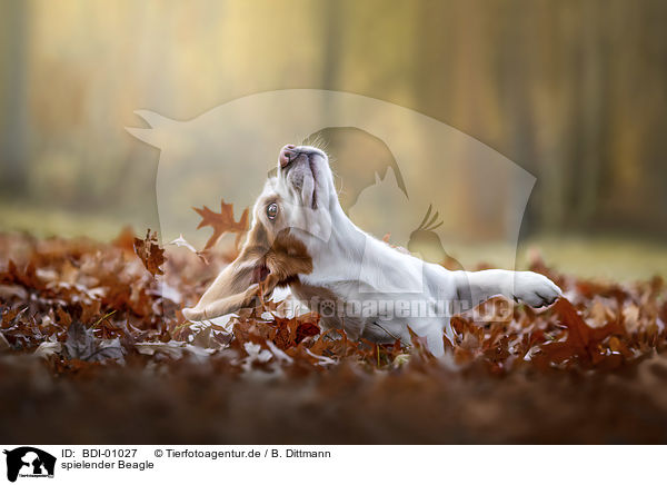 spielender Beagle / playing Beagle / BDI-01027