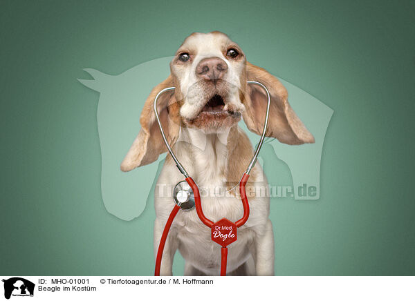 Beagle im Kostm / Beagle in costume / MHO-01001