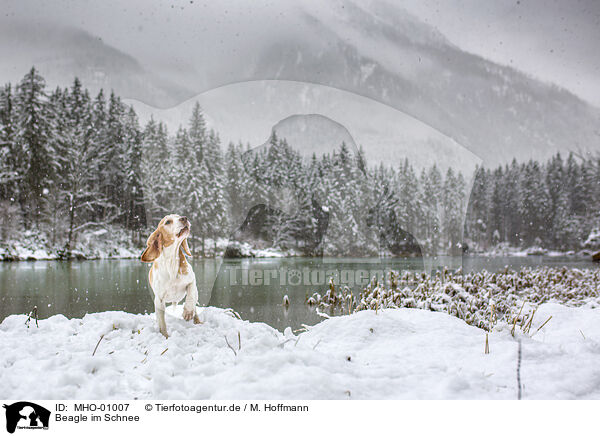 Beagle im Schnee / Beagle in the snow / MHO-01007