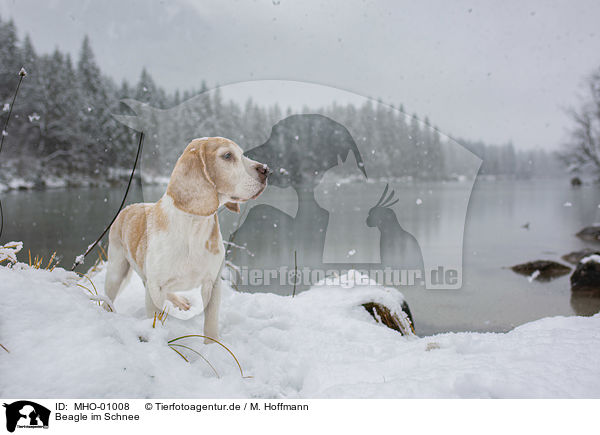 Beagle im Schnee / Beagle in the snow / MHO-01008