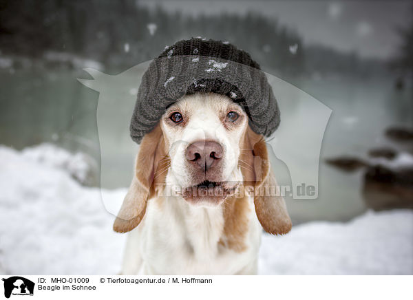 Beagle im Schnee / MHO-01009