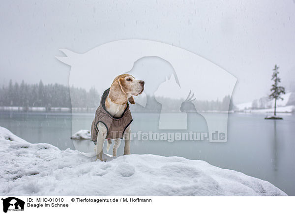 Beagle im Schnee / Beagle in the snow / MHO-01010