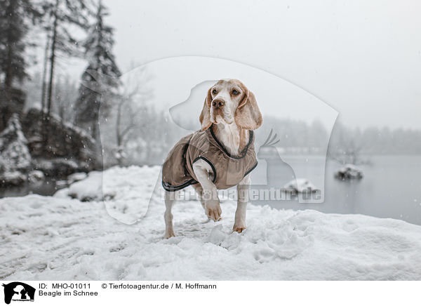 Beagle im Schnee / MHO-01011