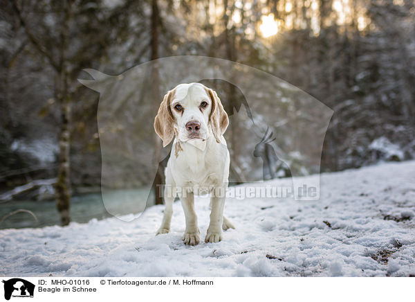 Beagle im Schnee / Beagle in the snow / MHO-01016