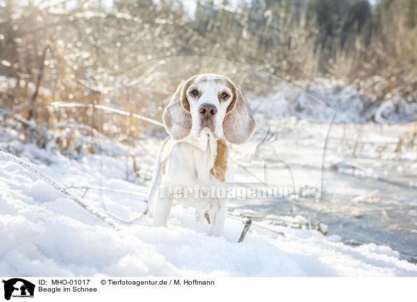 Beagle im Schnee / Beagle in the snow / MHO-01017