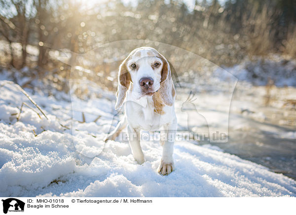Beagle im Schnee / MHO-01018