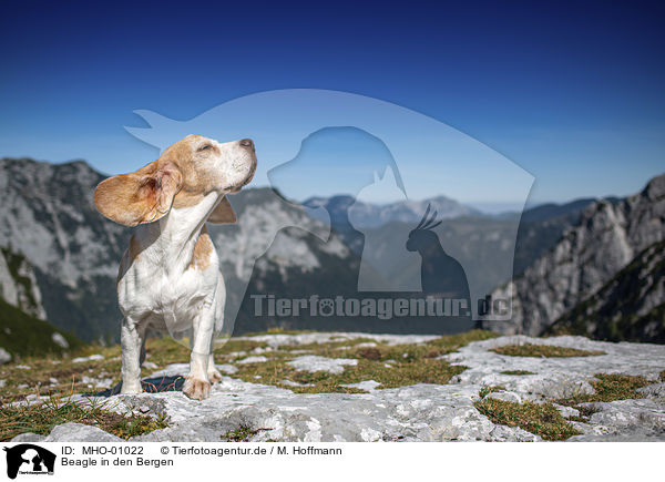 Beagle in den Bergen / Beagle in the mountains / MHO-01022