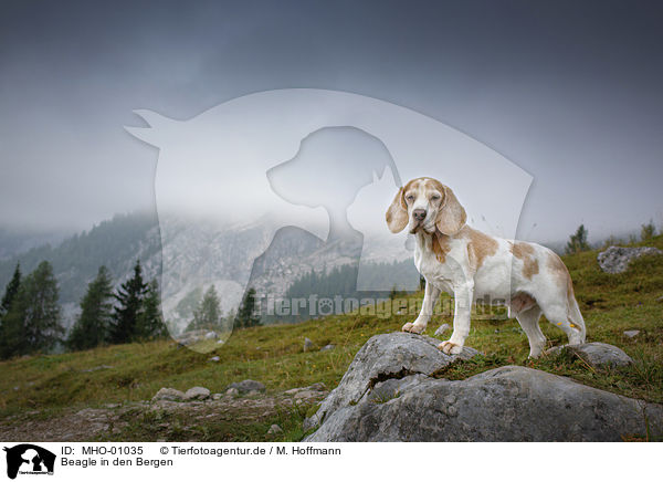Beagle in den Bergen / Beagle in the mountains / MHO-01035