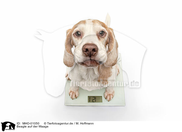 Beagle auf der Waage / Beagle on the scales / MHO-01050