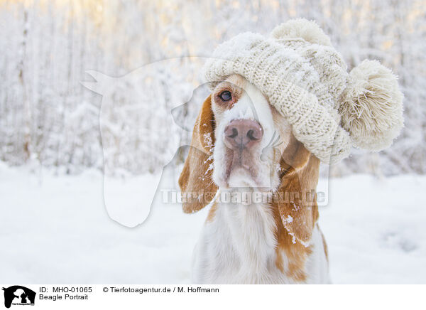 Beagle Portrait / MHO-01065