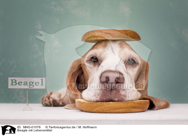 Beagle mit Lebensmittel / MHO-01076