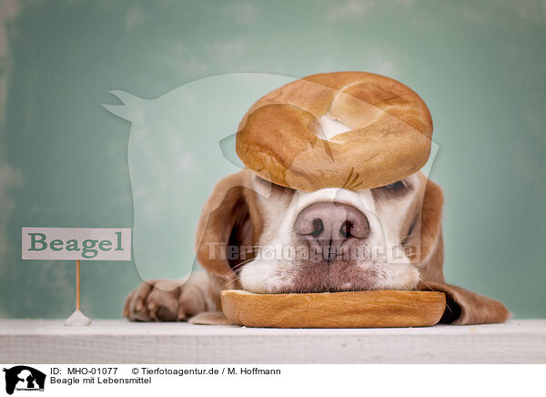 Beagle mit Lebensmittel / Beagle with food / MHO-01077