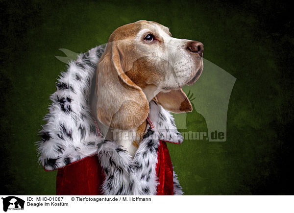 Beagle im Kostm / Beagle in costume / MHO-01087