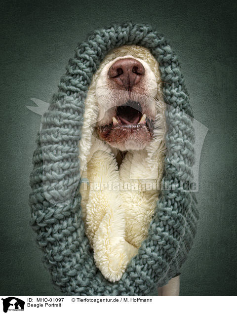 Beagle Portrait / Beagle portrait / MHO-01097