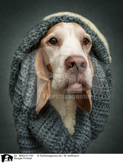 Beagle Portrait / MHO-01100