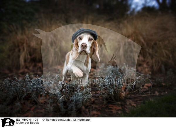 laufender Beagle / MHO-01105