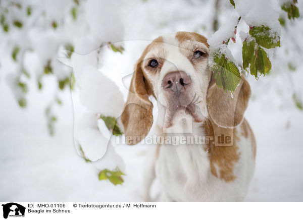 Beagle im Schnee / MHO-01106