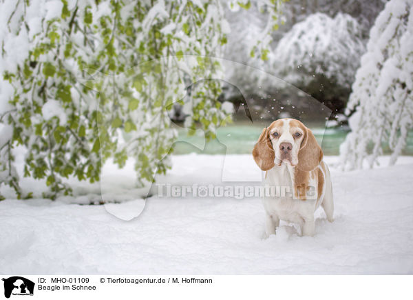 Beagle im Schnee / MHO-01109