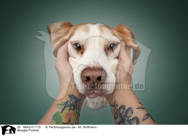 Beagle Portrait / MHO-01110