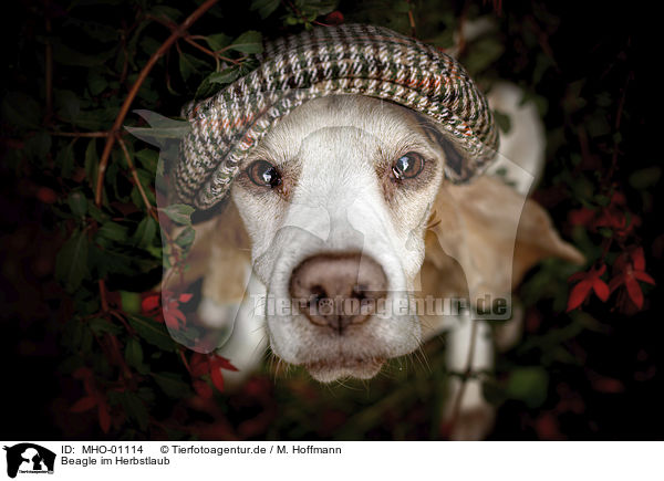 Beagle im Herbstlaub / MHO-01114