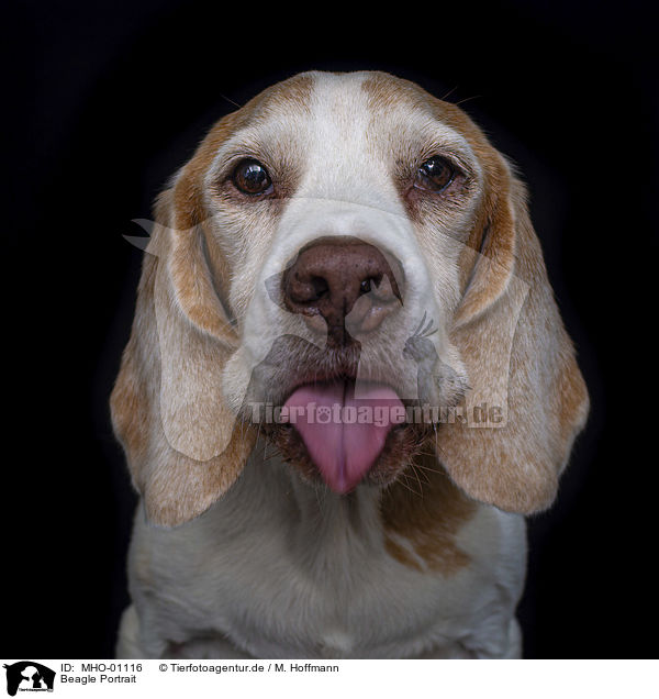 Beagle Portrait / Beagle portrait / MHO-01116